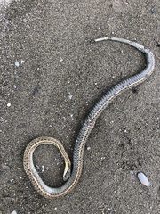 Thamnophis