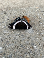Limenitis arthemis arthemis