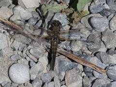 Libellula quadrimaculata