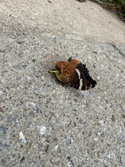 Limenitis arthemis arthemis