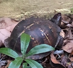 Terrapene carolina