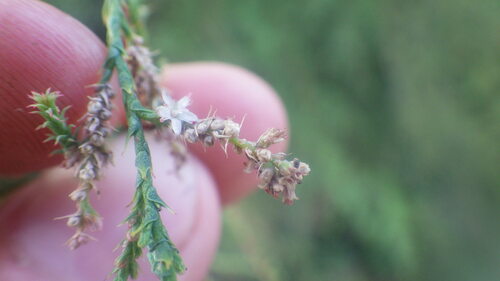 Tamarix arborea