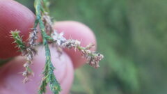 Tamarix arborea