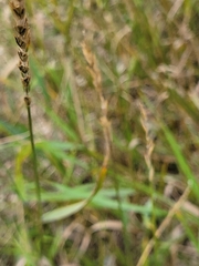 Carex digitata