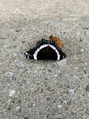 Limenitis arthemis arthemis