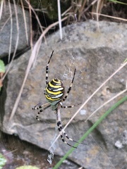 Argiope bruennichi