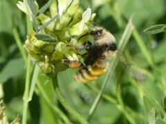 Bombus appositus