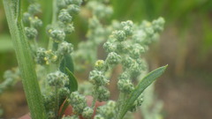 Chenopodium album album