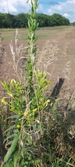 Lepidium densiflorum