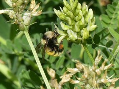 Bombus appositus