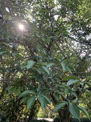 Magnoliopsida