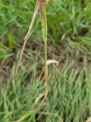Echinochloa crus-galli