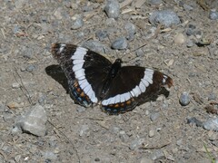 Limenitis arthemis