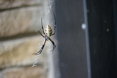 Argiope aurantia