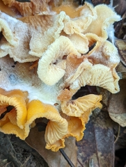 Craterellus ignicolor
