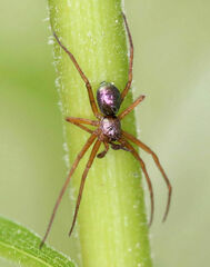 Philodromus marxi