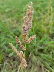 Echinochloa crus-galli