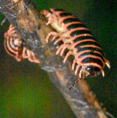 Apheloriini