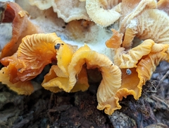 Craterellus ignicolor