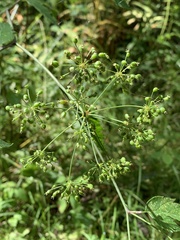 Cicuta maculata