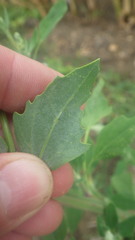 Chenopodium album album