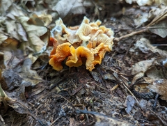 Craterellus ignicolor