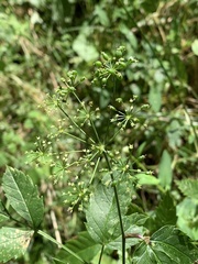 Cicuta maculata