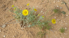 Baileya multiradiata