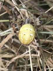 Araneus quadratus