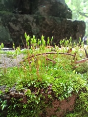 Bryum argenteum