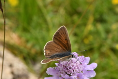 Lycaena hippothoe