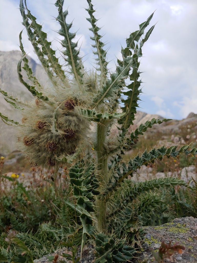 Mountain Thistle