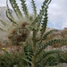 Cirsium scopulorum - Photo (c) Jennifer Ackerfield, algunos derechos reservados (CC BY-NC), uploaded by Jennifer Ackerfield