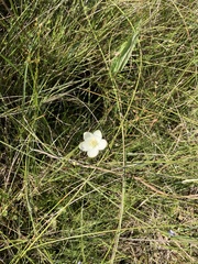 Parnassia glauca