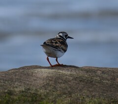 Arenaria interpres