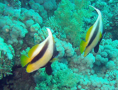 Heniochus intermedius