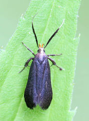 Dichomeris nonstrigella