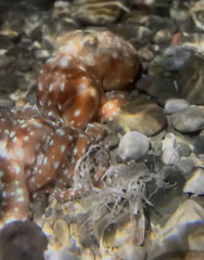 Callistoctopus macropus