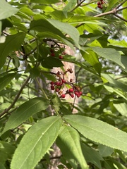 Sambucus