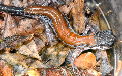 Plethodon yonahlossee
