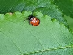 Endomychus biguttatus