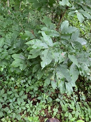 Carya ovalis