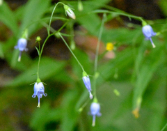 Campanula divaricata