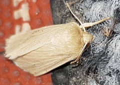 Mythimna