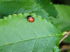 Endomychus biguttatus