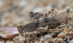 Sphingonotus caerulans