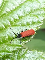 Platycis minutus