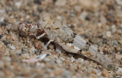 Sphingonotus caerulans