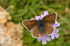 Lycaena hippothoe