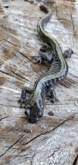 Ambystoma macrodactylum